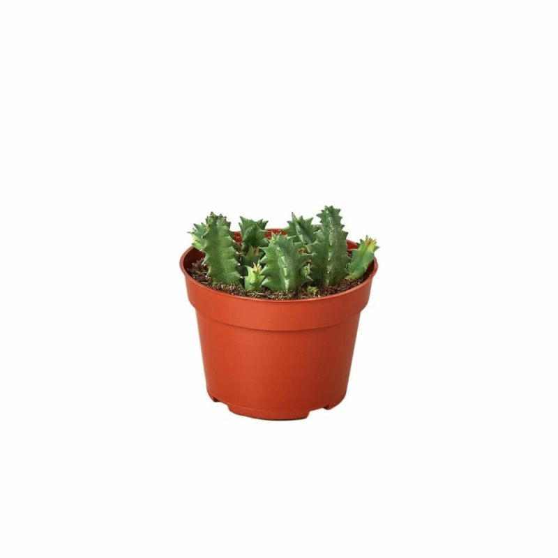 Plants | Lifesaver Cactus Plants Plants