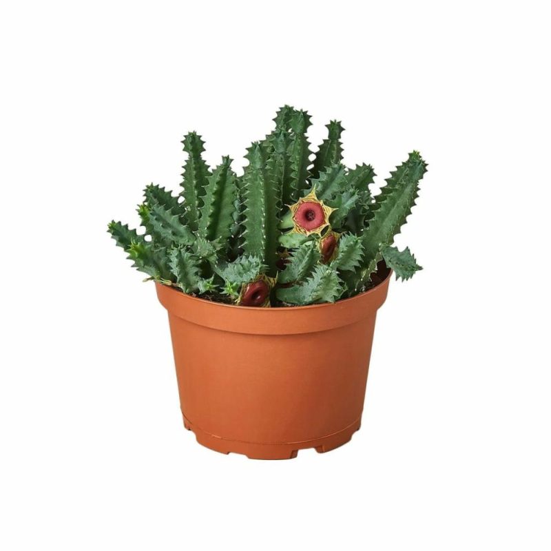 Plants | Lifesaver Cactus Plants Plants