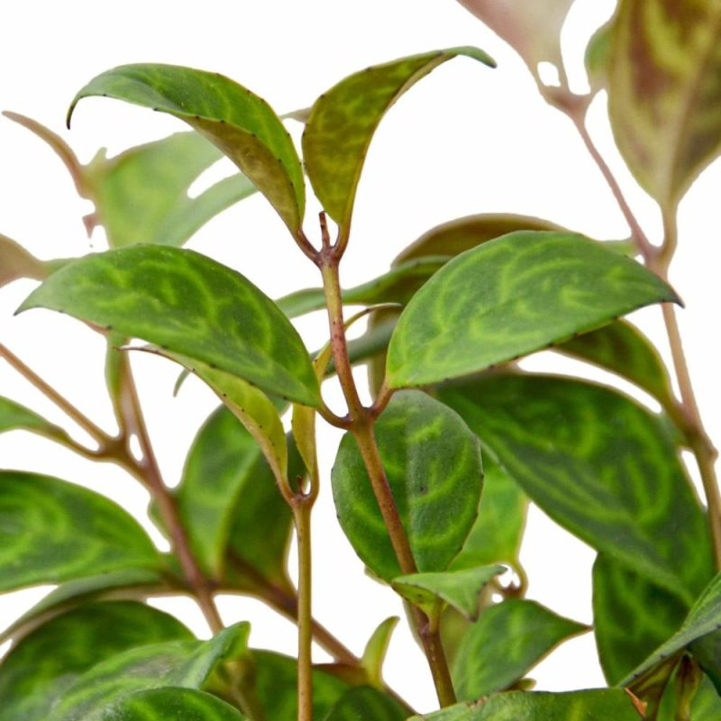 Plants | Lipstick Black Pagoda Plants Plants