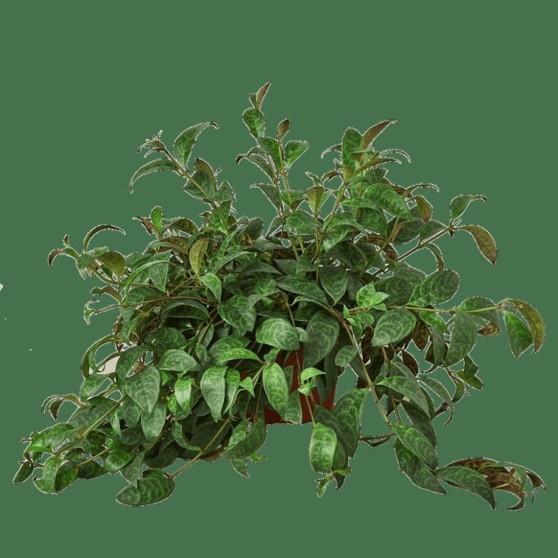 Plants | Lipstick Plant Plants Plants