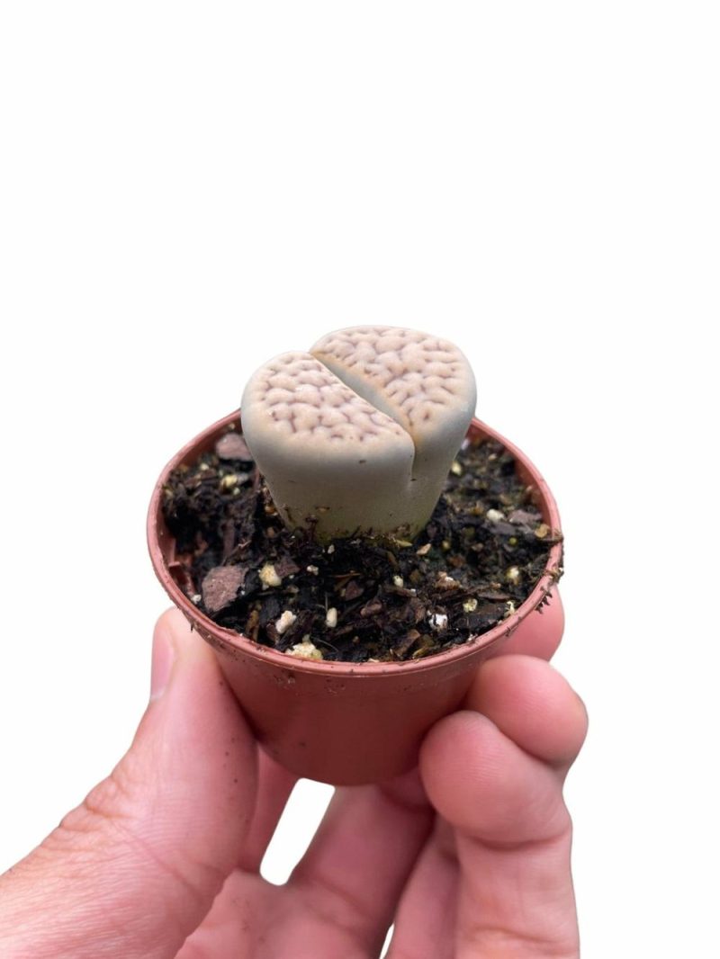 Plants | Lithop Living Stone Plants Plants