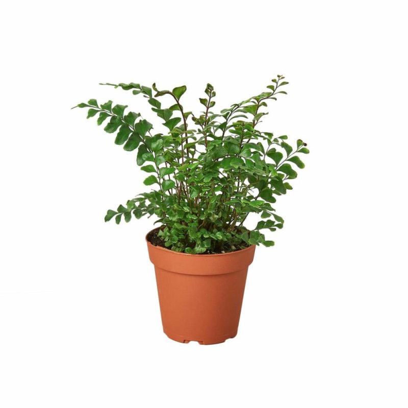 Plants | Mahogany Fern Plants Plants