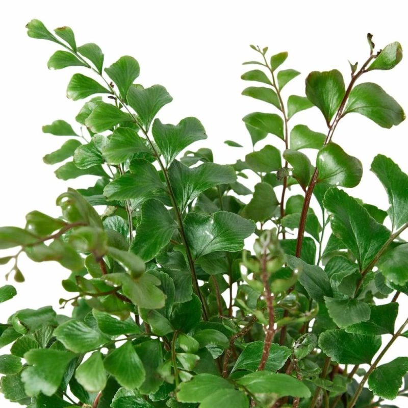 Plants | Mahogany Fern Plants Plants