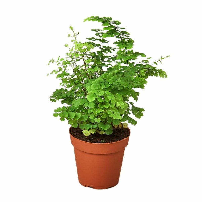 Plants | Maidenhair Fern Plants Plants