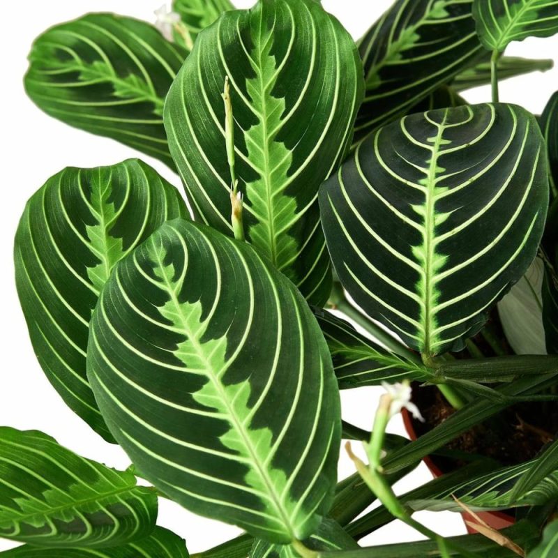 Plants | Maranta ‘Lemon Lime’ Plants Plants