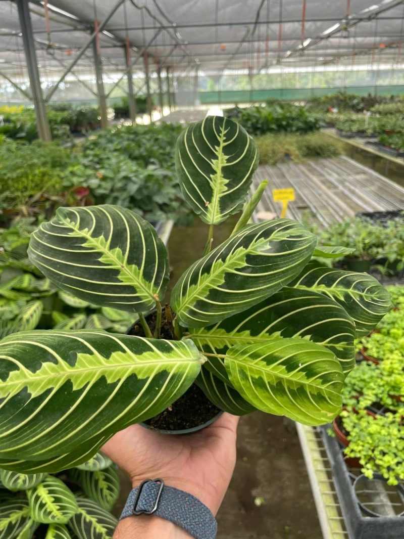 Plants | Maranta ‘Lemon Lime’ Plants Plants