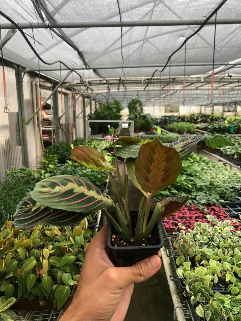 Plants | Maranta Red Prayer Plants Plants