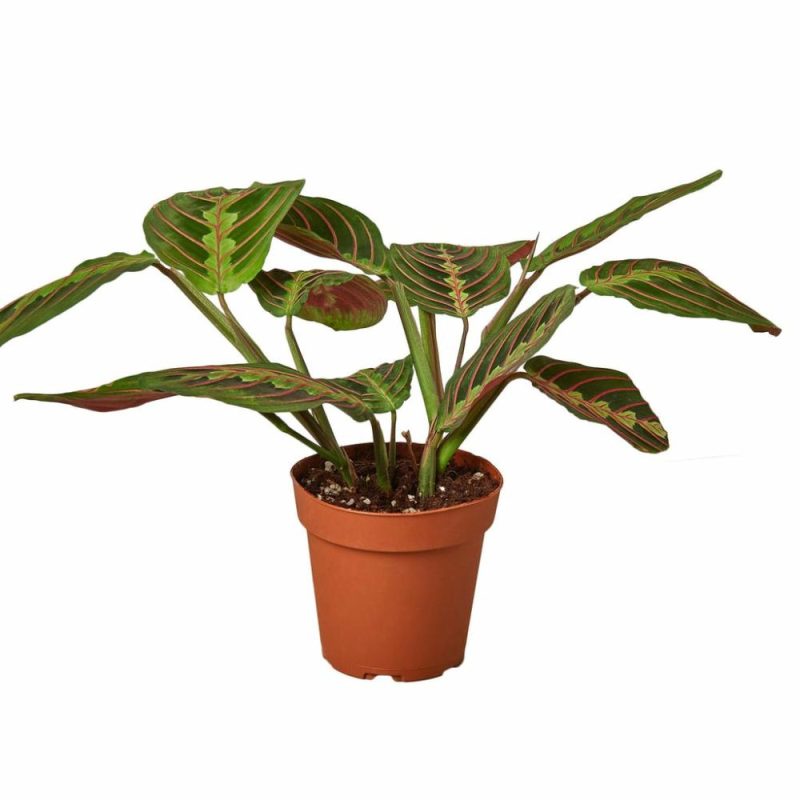 Plants | Maranta Red Prayer Plants Plants