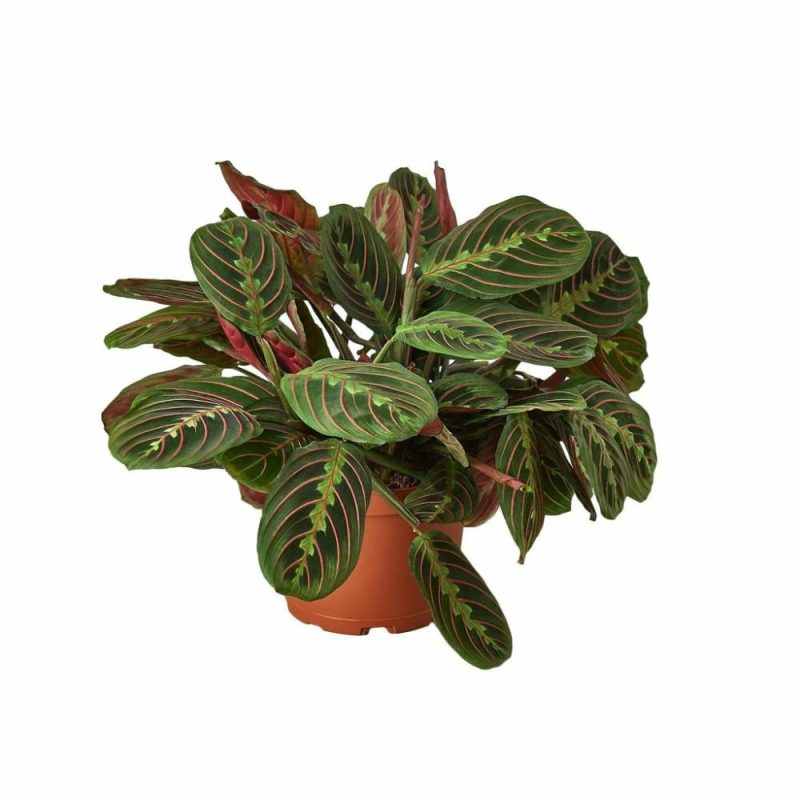 Plants | Maranta Red Prayer Plants Plants