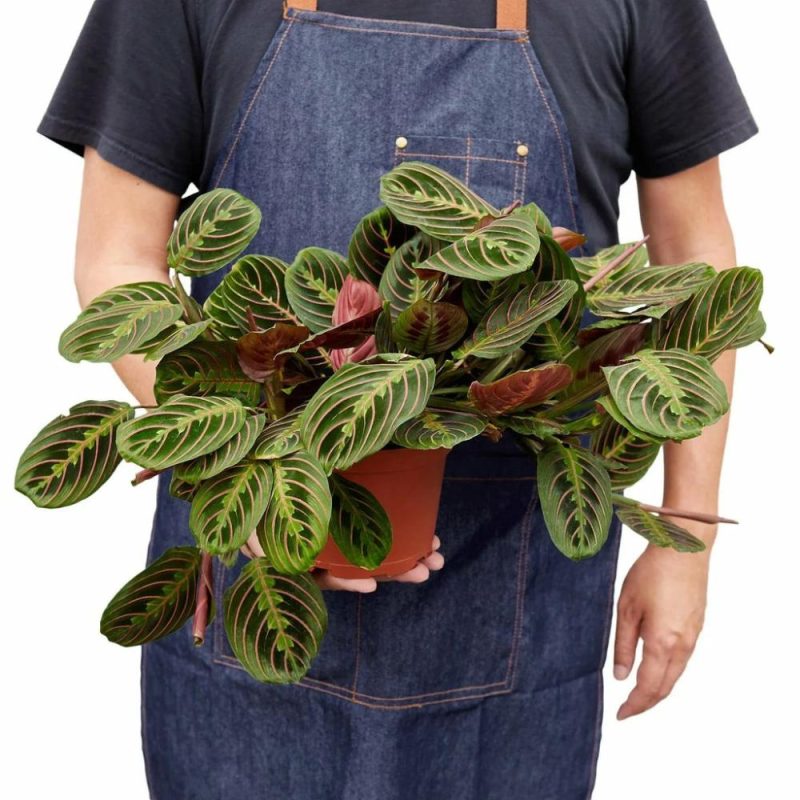 Plants | Maranta Red Prayer Plants Plants