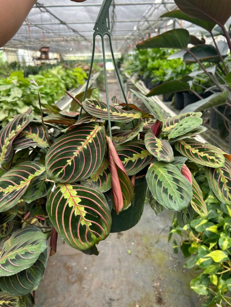 Plants | Maranta Red Prayer Plants Plants