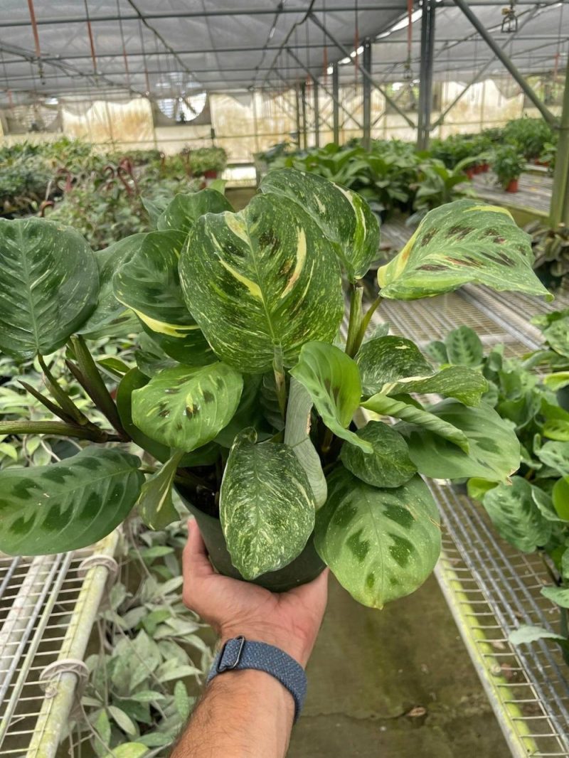 Plants | Maranta Variegated ‘Beauty Kim’ Plants Plants