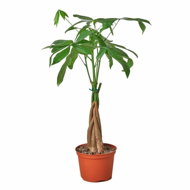 Plants | Money Tree ‘Guiana Chestnut’ Pachira Braid Plants Plants