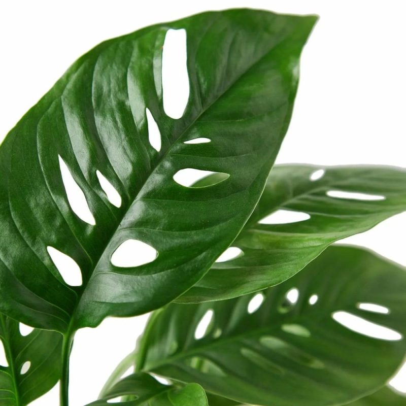 Plants | Monstera Adansonii ‘swiss Cheese’ Plants Plants