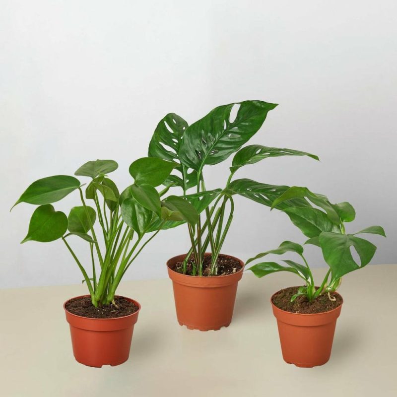 Plants | Monstera Bundle Plants Plants