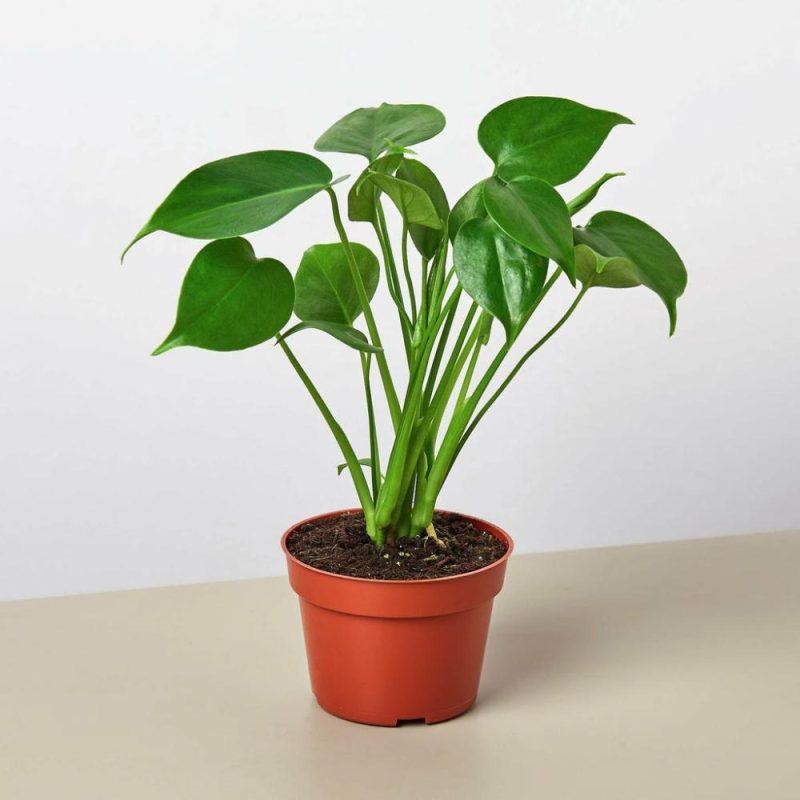 Plants | Monstera Bundle Plants Plants