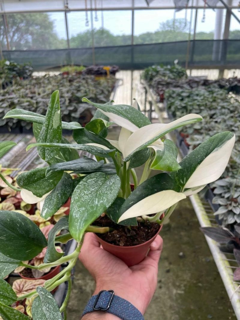 Plants | Monstera ‘standeleyana Albo Variegated’ Plants Plants