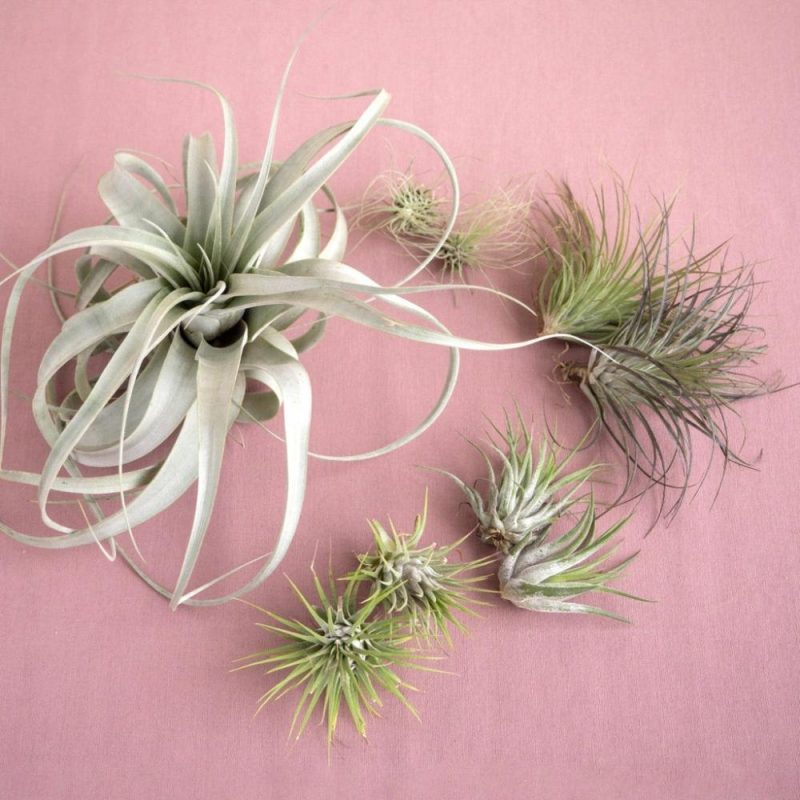 Plants | Mothers Day Air Plant Bundle Plants Plants