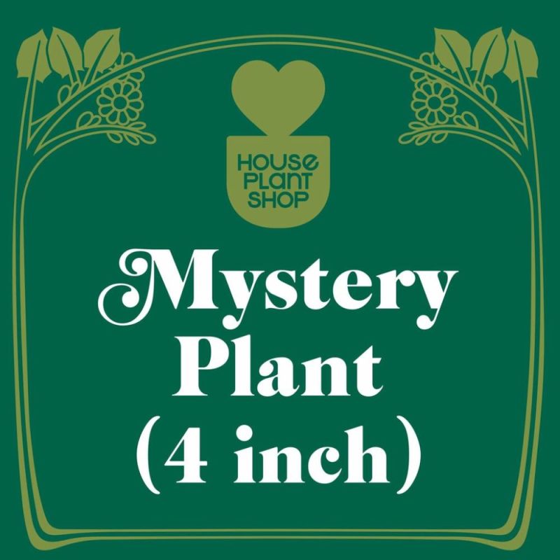 Plants | Mystery Pet-Friendly House Plant Plants Plants