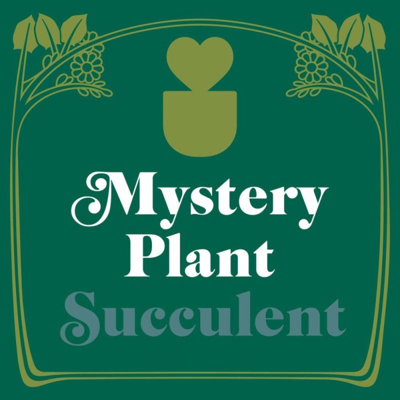 Plants | Mystery Succulent House Plant Plants Plants