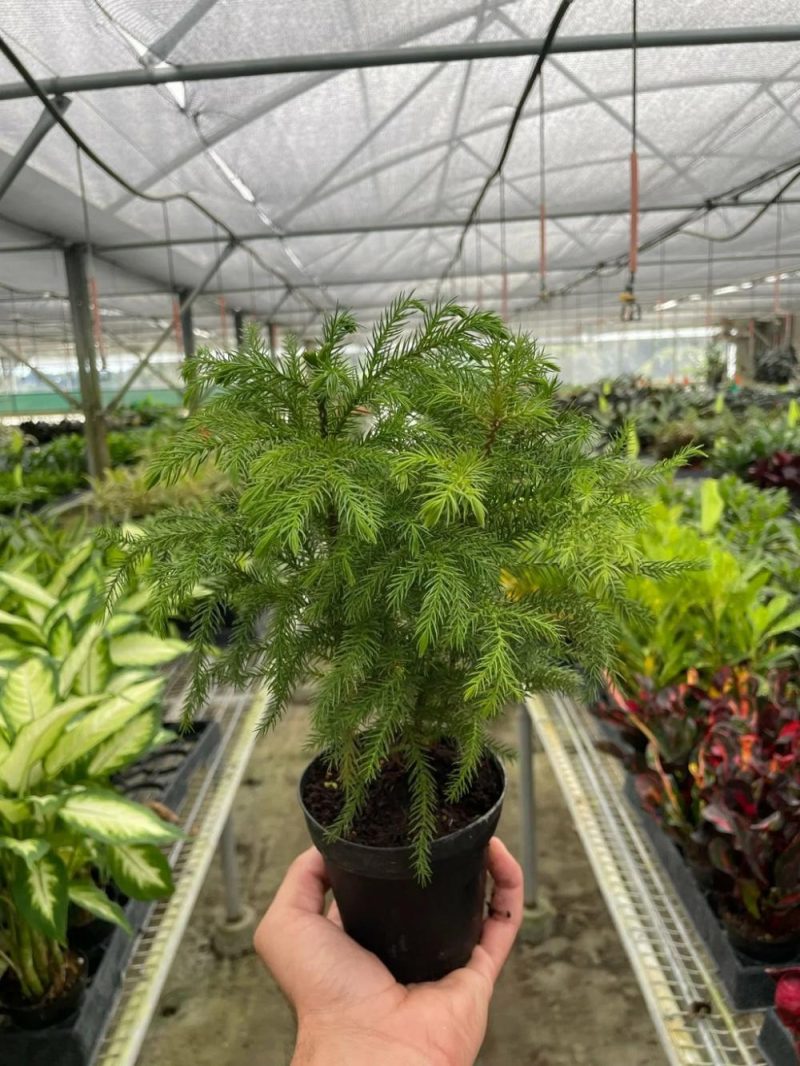 Plants | Norfolk ‘Island Pine’ Plants Plants