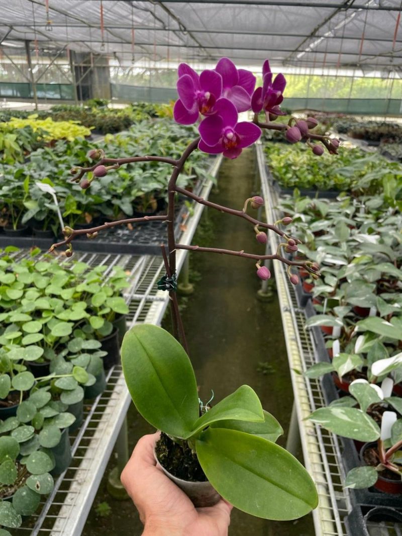 Plants | Orchid ‘Purple Fucshia Phalaenopsis’ Plants Plants