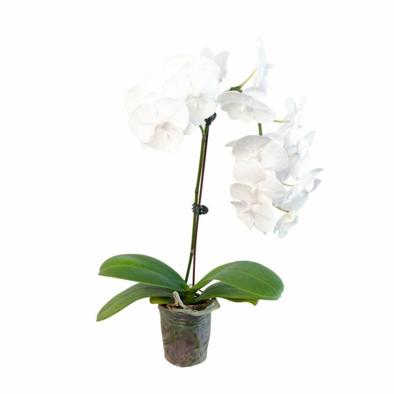 Plants | Orchid ‘White Phalaenopsis’ Plants Plants