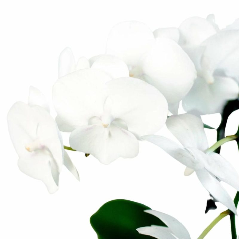 Plants | Orchid ‘White Phalaenopsis’ Plants Plants