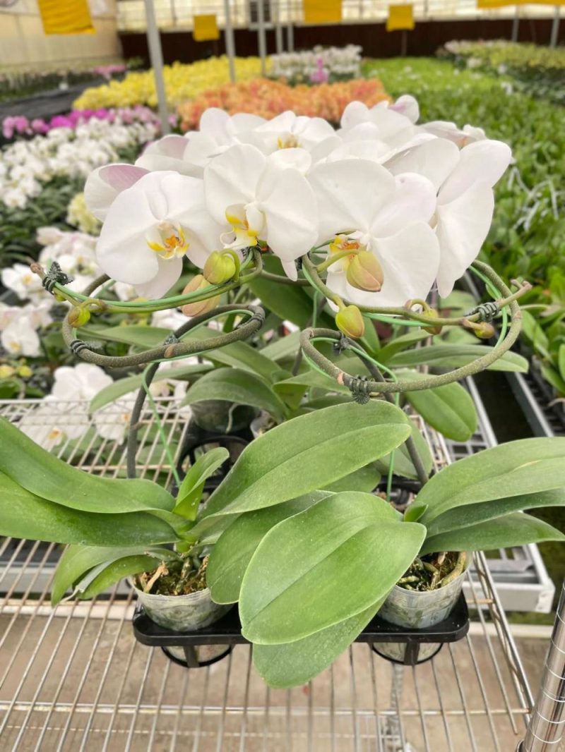 Plants | Orchid ‘White Phalaenopsis’ Plants Plants