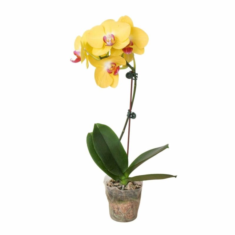 Plants | Orchid ‘Yellow Phalaenopsis’ Plants Plants