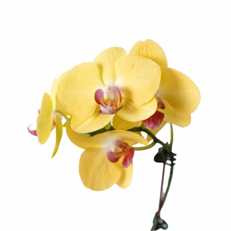 Plants | Orchid ‘Yellow Phalaenopsis’ Plants Plants