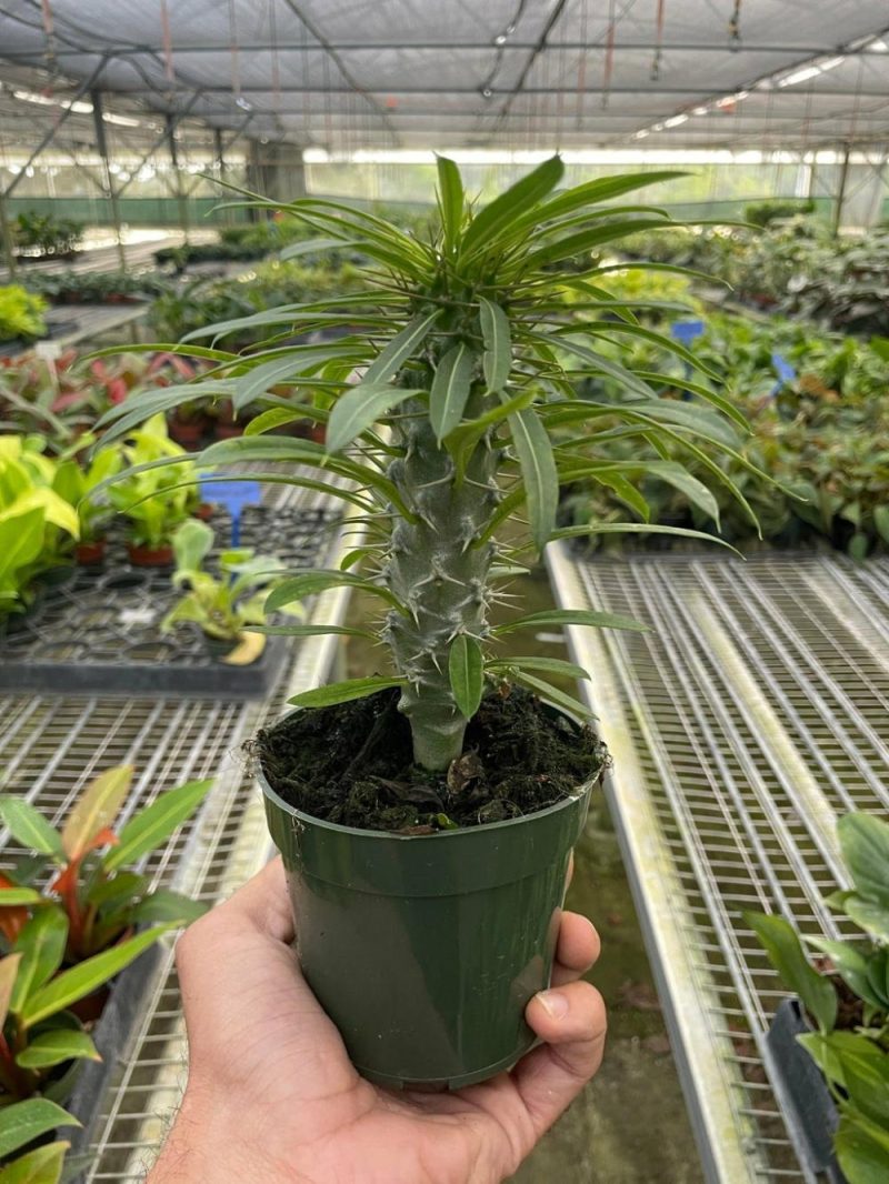 Plants | Pachypodium ‘Lamerei’ (Madagascar Palm) Plants Plants