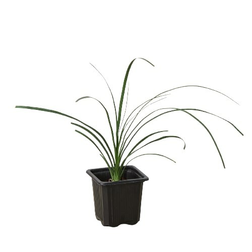 Plants | Palm Ponytail Plants Plants