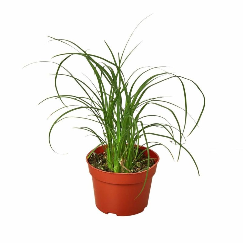 Plants | Palm Ponytail Plants Plants