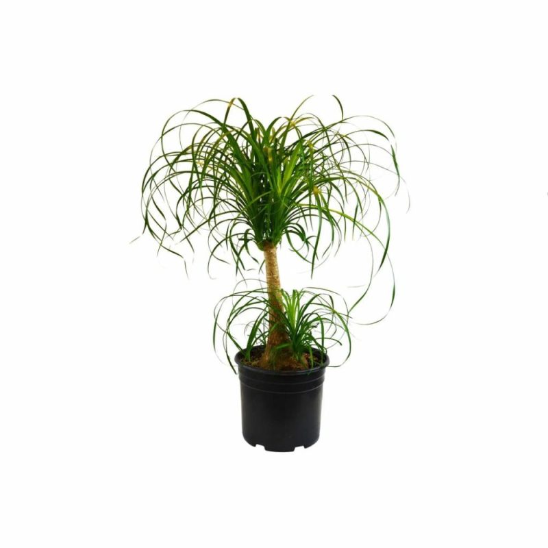 Plants | Palm Ponytail Plants Plants