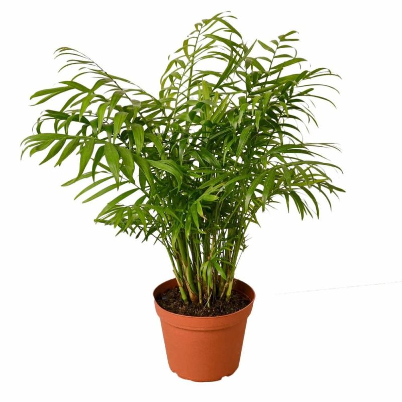 Plants | Parlor Palm Plants Plants