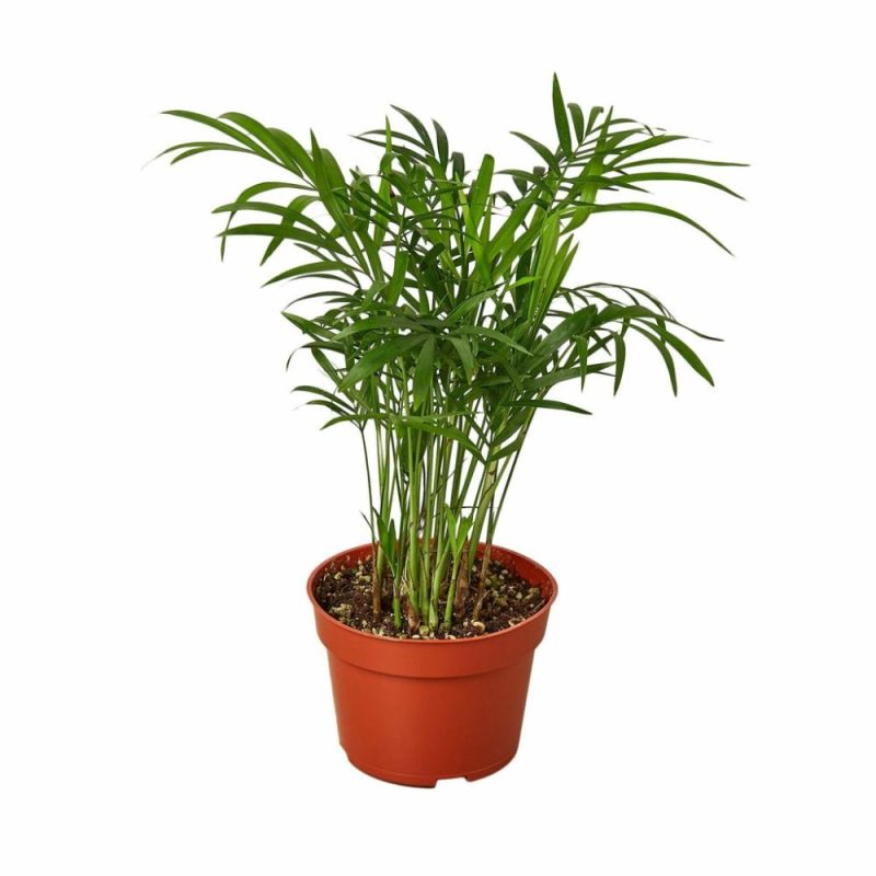 Plants | Parlor Palm Plants Plants