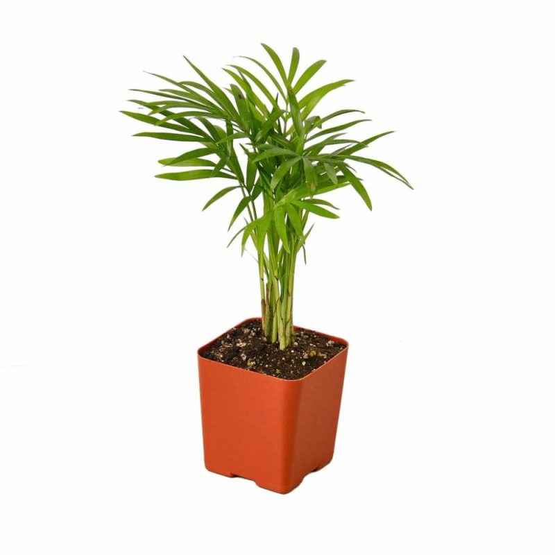 Plants | Parlor Palm Plants Plants