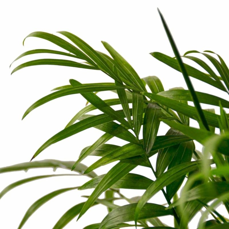 Plants | Parlor Palm Plants Plants