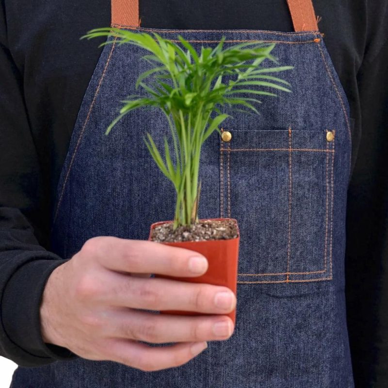 Plants | Parlor Palm Plants Plants