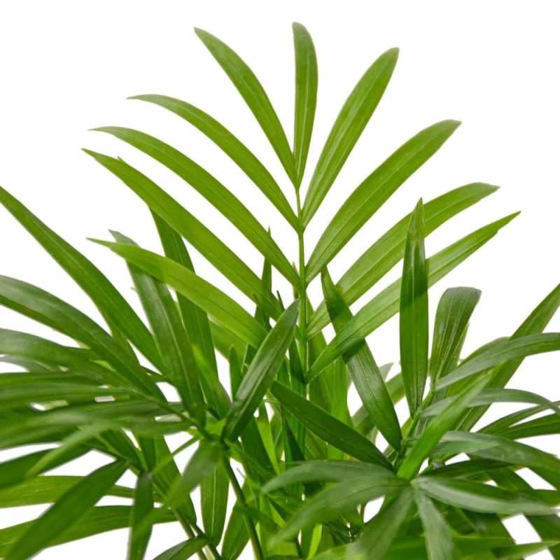 Plants | Parlor Palm Plants Plants