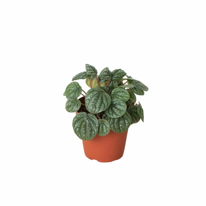 Plants | Peperomia ‘Burbella’ Plants Plants