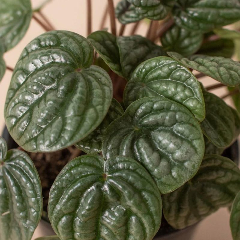 Plants | Peperomia ‘Burbella’ Plants Plants