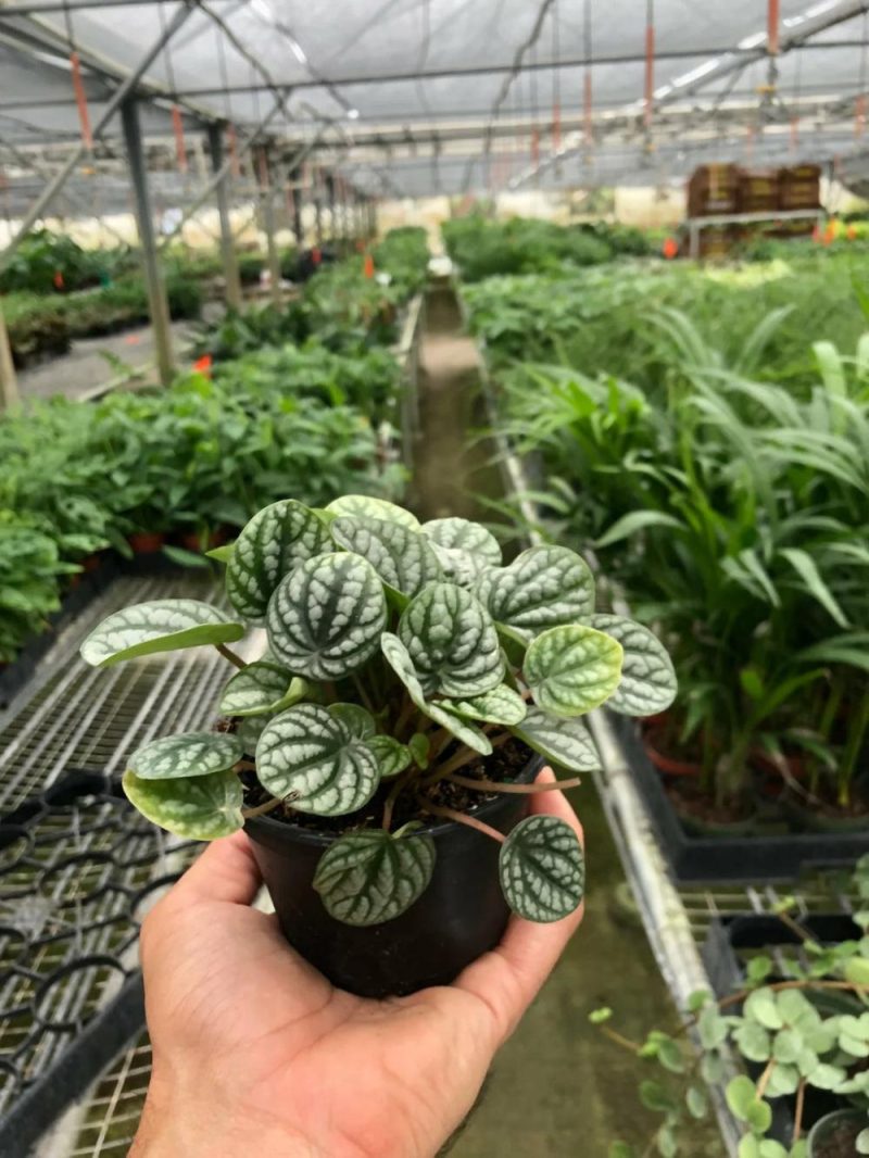 Plants | Peperomia ‘Burbella’ Plants Plants