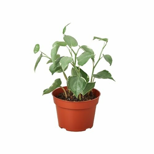 Plants | Peperomia ‘Cupid’ Plants Plants