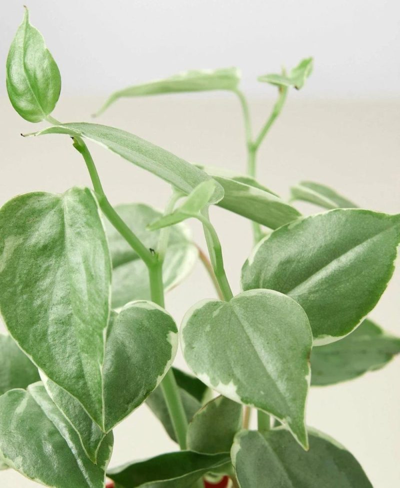 Plants | Peperomia ‘Cupid’ Plants Plants