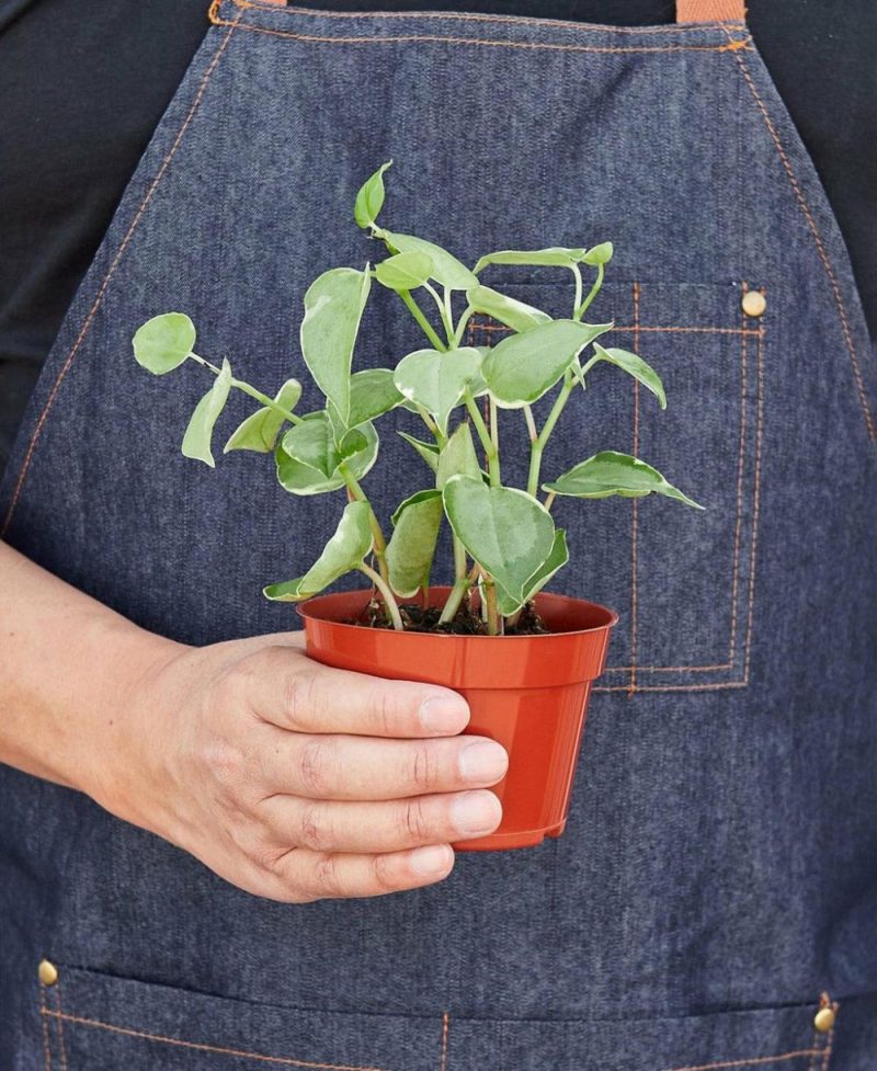 Plants | Peperomia ‘Cupid’ Plants Plants