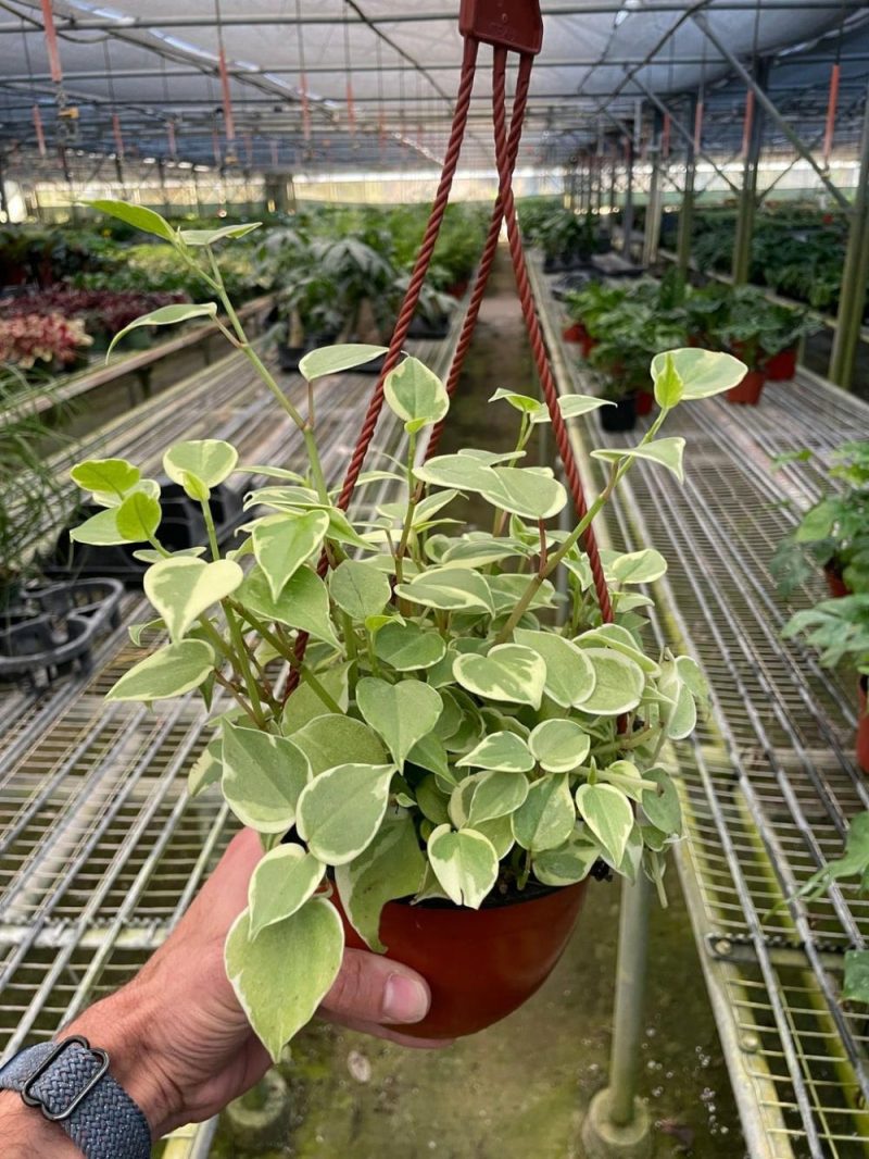 Plants | Peperomia ‘Cupid’ Plants Plants