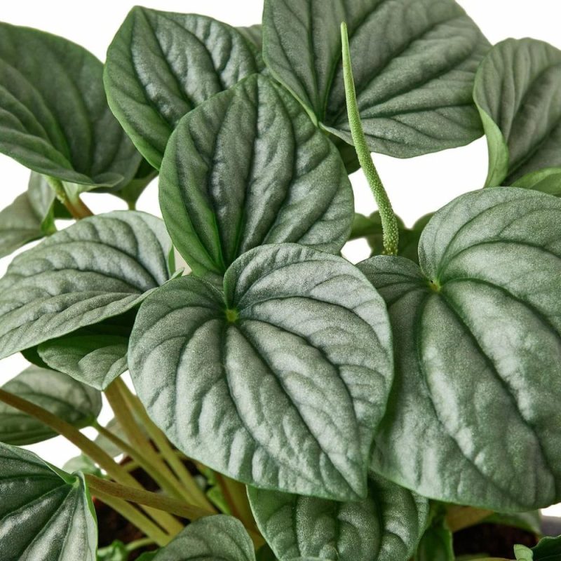 Plants | Peperomia ‘Frost’ Plants Plants