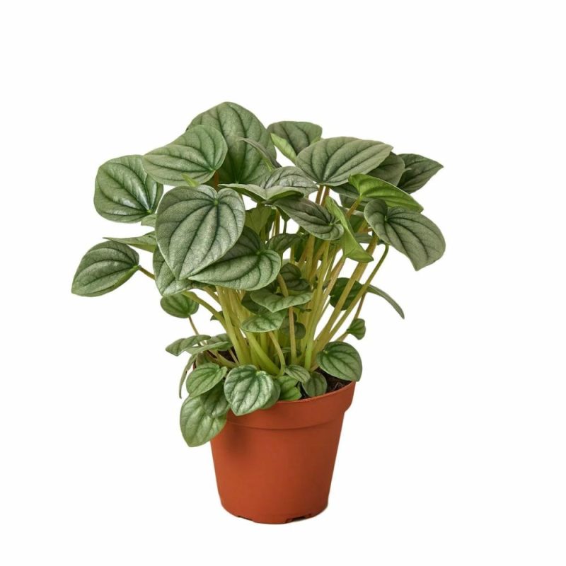 Plants | Peperomia ‘Frost’ Plants Plants